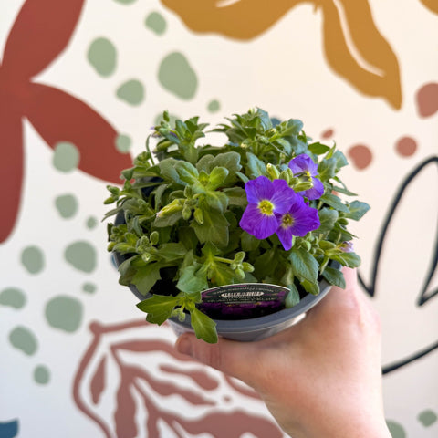 Aubrieta gracilis 'Glacier Blue' - Rock Cress - British Grown Evergreen Perennial Alpine - Sprouts of Bristol