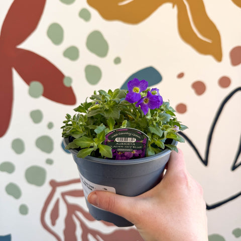 Aubrieta gracilis 'Glacier Blue' - Rock Cress - British Grown Evergreen Perennial Alpine - Sprouts of Bristol