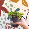 Aubrieta 'Silberrand' - Rock Cress - British Grown Evergreen Perennial Alpine - Sprouts of Bristol