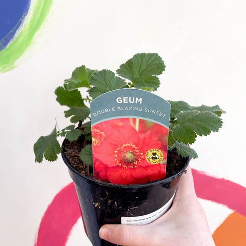 Avens - Geum 'Double Blazing Sunset' - British Grown Herbaceous Perennial - Sprouts of Bristol