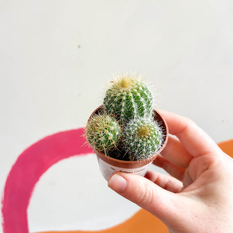 Balloon Cactus - Notocactus warasii - Sprouts of Bristol