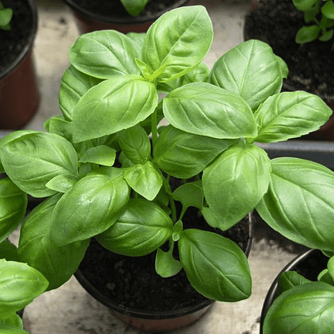 Basil Herb Garden Seedball Tubes - Sprouts of Bristol