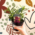Beard Tongue - Penstemon 'Harlequin Violet' - British Grown Perennial - Sprouts of Bristol