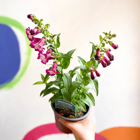 Beard Tongue - Penstemon 'Partybells Violet' - British Grown Perennial - Sprouts of Bristol