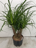 Beaucarnea recurvata - Ponytail Palm - Sprouts of Bristol