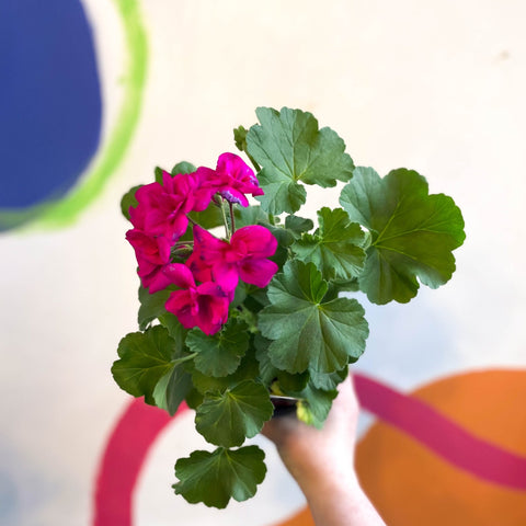 Bedding Geranium - Pelargonium interspecific ‘Calliope Violet’ - Sprouts of Bristol