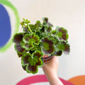 Bedding Geranium - Pelargonium interspecific ‘Smart Lenja Salmon’ - Sprouts of Bristol