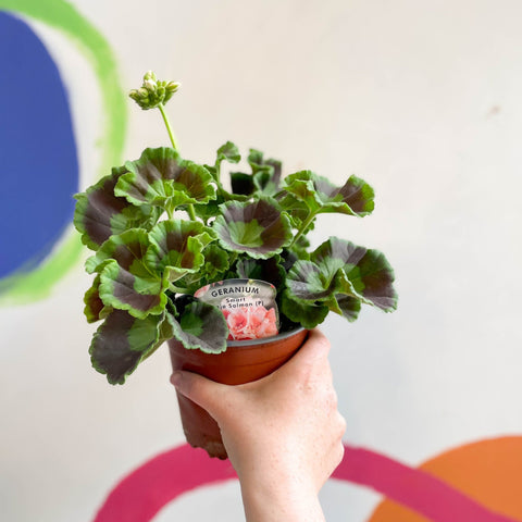 Bedding Geranium - Pelargonium interspecific ‘Smart Lenja Salmon’ - Sprouts of Bristol