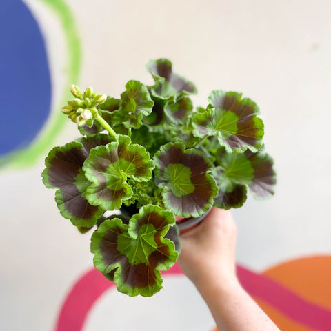 Bedding Geranium - Pelargonium interspecific ‘Smart Lenja Salmon’ - Sprouts of Bristol