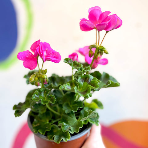 Bedding Geranium - Pelargonium zonale 'Trend Lilac' - British Grown - Sprouts of Bristol