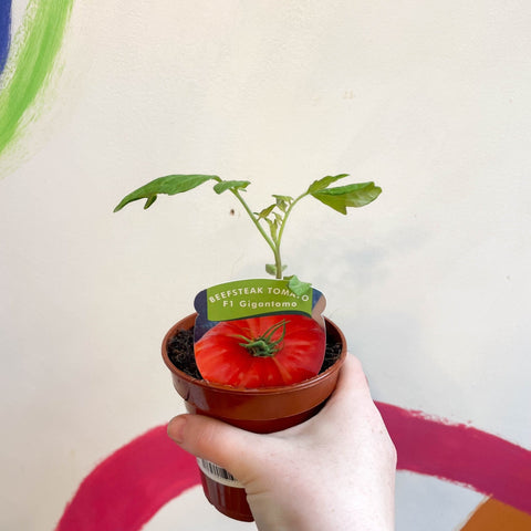 Beefsteak Tomato (Cordon) - Solanum lycopersicum 'Gigantomo' F1 - British Grown - Sprouts of Bristol