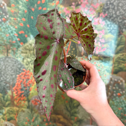Begonia amphioxus x malachosticta - Sprouts of Bristol