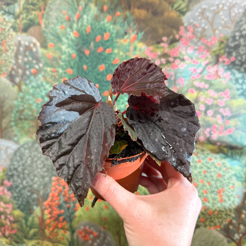 Begonia ‘Black Bat’ - Sprouts of Bristol