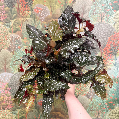 Begonia ‘Black Forest’ – Rex Begonia - Sprouts of Bristol