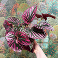 Begonia brevirimosa - Sprouts of Bristol