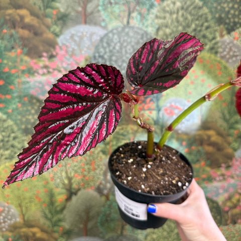 Begonia brevirimosa - Sprouts of Bristol