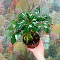 Begonia carolineifolia ‘Highlander’ – Palm Leaf Begonia - Sprouts of Bristol