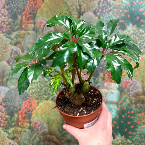 Begonia carolineifolia ‘Highlander’ – Palm Leaf Begonia - Sprouts of Bristol