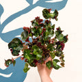 Begonia 'Cathedral' - Welsh Grown - Sprouts of Bristol