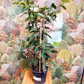 Begonia ‘Coral Pink’ - Sprouts of Bristol
