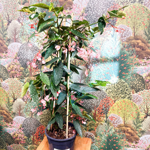 Begonia ‘Coral Pink’ - Sprouts of Bristol