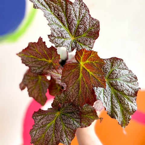 Begonia 'De Elegans' - Welsh Grown - Sprouts of Bristol