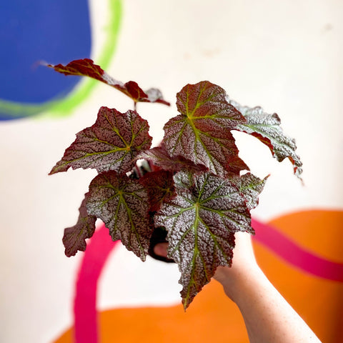 Begonia 'De Elegans' - Welsh Grown - Sprouts of Bristol