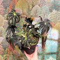 Begonia ‘Draco’ - Sprouts of Bristol