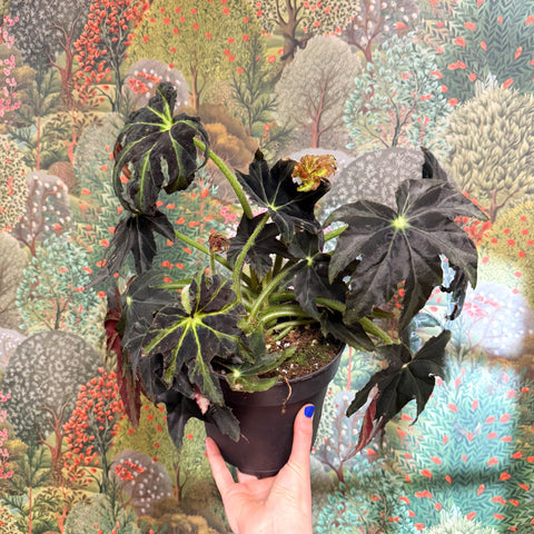 Begonia ‘Draco’ - Sprouts of Bristol