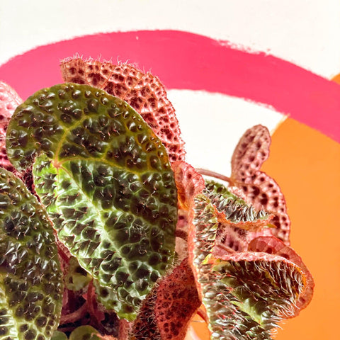 Begonia ferox - Fierce Plant - Sprouts of Bristol