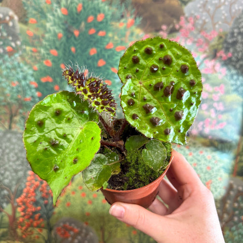 Begonia ferox - Fierce Plant - Sprouts of Bristol