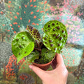 Begonia ferox - Fierce Plant - Sprouts of Bristol