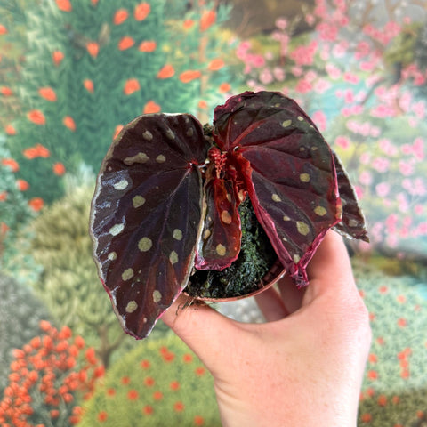 Begonia 'Firefly' - Sprouts of Bristol