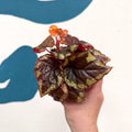 Begonia ignita - Sprouts of Bristol