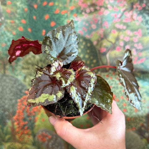 Begonia ignita - Sprouts of Bristol