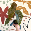 Begonia 'Lucerna' - Welsh Grown - Sprouts of Bristol