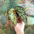 Begonia 'Lucifer' - Sprouts of Bristol
