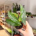 Begonia maculata ‘Bubbles’ – Polka Dot Begonia - Sprouts of Bristol