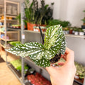 Begonia maculata ‘Silverspot’ – White Polka Dot Begonia - Sprouts of Bristol