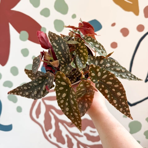 Begonia Maculata 'Wightii' - Polka Dot Begonia - Sprouts of Bristol