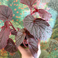 Begonia ‘Morris’ - Sprouts of Bristol