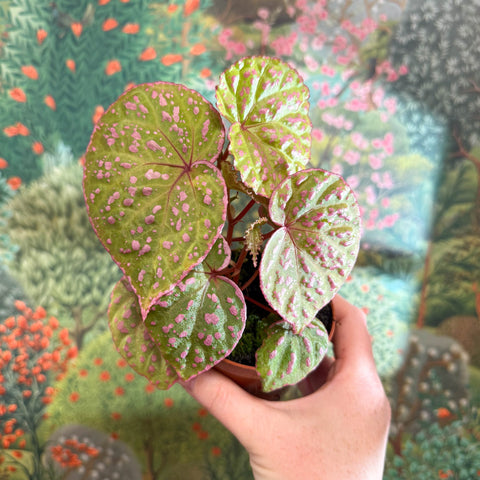 Begonia ‘Muara Wahau’ - Sprouts of Bristol