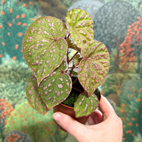 Begonia ‘Muara Wahau’ - Sprouts of Bristol