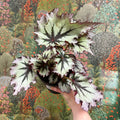 Begonia ‘Nordic Glacier’ – Rex Begonia - Sprouts of Bristol