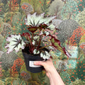 Begonia ‘Nordic Glacier’ – Rex Begonia - Sprouts of Bristol