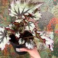 Begonia ‘Nordic Glacier’ – Rex Begonia - Sprouts of Bristol
