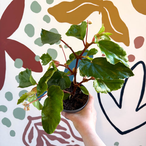 Begonia odetheiantha 'Venezuelan Form' - Welsh Grown - Sprouts of Bristol