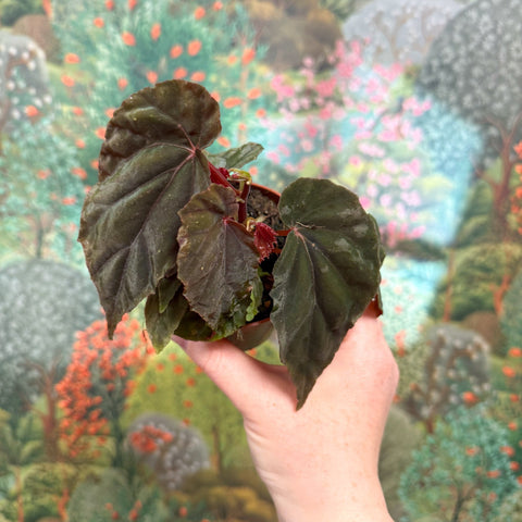 Begonia pavonina - Sprouts of Bristol