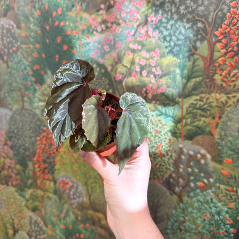Begonia pavonina - Sprouts of Bristol