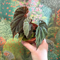 Begonia pavonina - Sprouts of Bristol